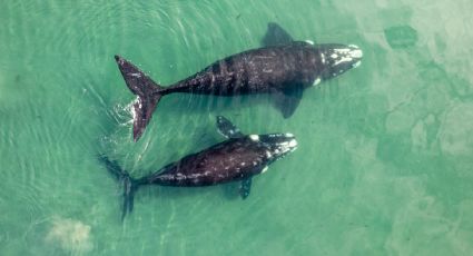 Ballenas grises sorprenden a turistas y regalan un espectáculo de arcoíris