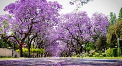 Destinos para admirar la belleza de las jacarandas en esta temporada