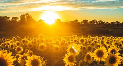 Temporada de Girasoles llega al Pueblo Mágico de Mocorito, ¿te lo vas a perder?