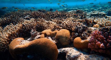 ¡Sorprendente! Hallan un inusual arrecife de coral en las Islas Galápagos