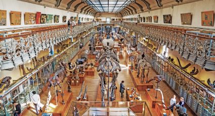 Museos de Historia Natural: Testigos de la evolución