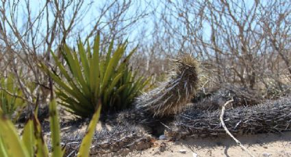 Baja California Sur, el estado que resguarda al único cactus que camina en el mundo