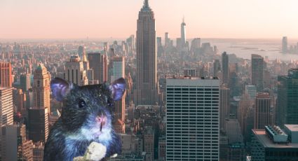 ¿Qué ocurre? Nueva York presenta plaga de ratas de hasta medio metro