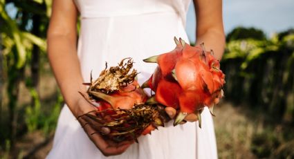 Mixteca poblana y oaxaqueña, los destinos más bellos para disfrutar de la pitaya esta temporada