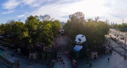 ¡Adorable! ¿Hasta cuándo podrás ver el panda gigante en el Bosque de Chapultepec?