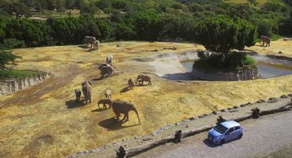 ¡Felices 51 años! ¿Cuánto cuesta visitar Africam Safari en Puebla en 2023?