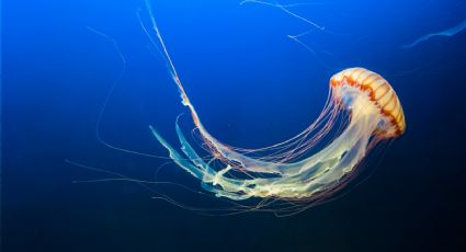 ¡En Semana Santa! Tabasco alerta por aparición de medusas en playas