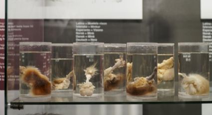 Faloteca Nacional de Islandia se convierte en el museo de penes más importante del mundo