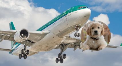 ¡Vamos firulais! Conoce la aerolínea que ofrece vuelos de lujo para mascotas