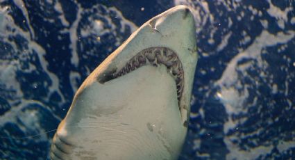 ¡De terror! Pescador capta sorpresivo ATAQUE de tiburón y queda registrado en VIDEO