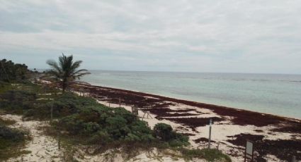 ¿Cuáles son las playas con y sin SARGAZO hoy 17 de mayo 2023? MAPA