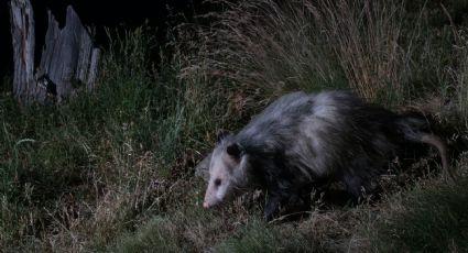 La leyenda detrás del tlacuache, el marsupial mexicano que trajo el fuego a la humanidad