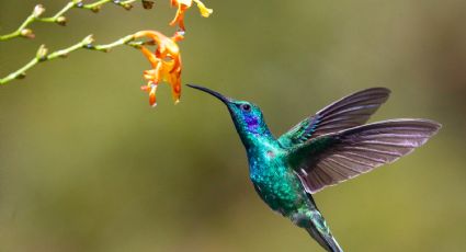 3 santuarios de Colibríes en CDMX, ideales para ayudar a preservar la especie: ¿Ya los conoces?