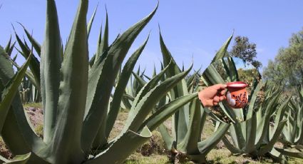 Haciendas pulqueras de Hidalgo para recorrer un fin de semana y probar la bebida de los dioses