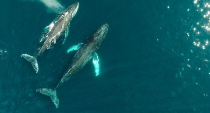 Guerrero Negro, el hogar natural de las ballenas en Baja California Sur