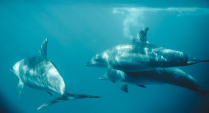 El Pueblo Mágico de Campeche que resguarda una isla repleta de delfines ideal para las vacaciones