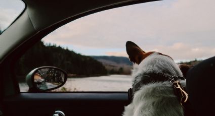¿Road trip con tu lomito? Las multas que podrías enfrentar al viajar con tu mascota en el auto