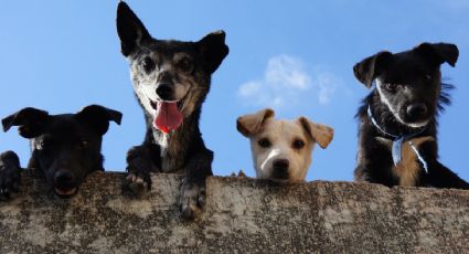 Puerto Alegre, el lugar pet-friendly del lago de Chapultepec