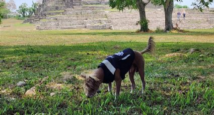 ¡Todo un guía! Pek, el perrito adoptado por el INAH que te da un tour por las zonas arqueológicas