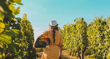 Estas son las fechas de las vendimias en Querétaro donde podrás pisar las uvas