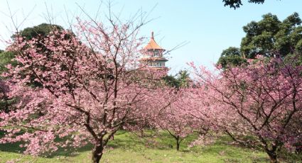 El rincón japones en México que te hará sentirte en medio de sus "árboles rosas"