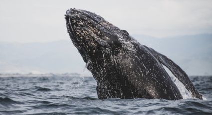 ¿Qué pasó después? Ballena jorobada traga a dos turistas que iban en Kayak y se vuelve ¡viral!