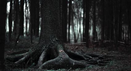 Peña de Lobos: el místico bosque donde habitan nahuales cerca de CDMX