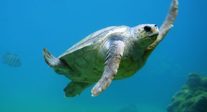 ¡Asombroso! Después de 36 años, reaparece en Tulum una tortuga cuya especie está en peligro de extinción