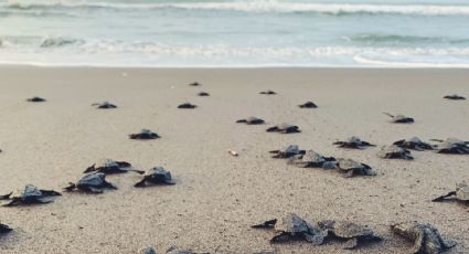 3 destinos en México para vivir una fantástica experiencia liberando crías de tortugas al mar
