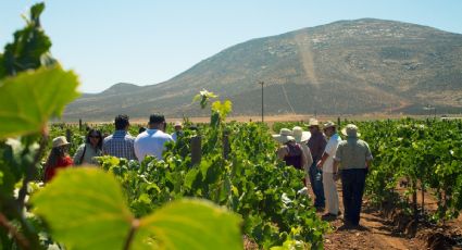 ¿Wine lover? Las Fiestas de la Vendimia vuelven a Baja California en su edición 2023