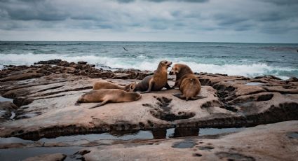 Isla Espíritu Santo prohíbe el nado y buceo con lobos marinos por periodo de reproducción