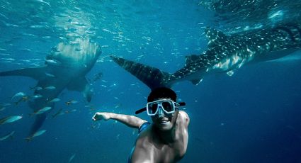 Tres destinos mexicanos para nadar con tiburones ¿Te atreverías?