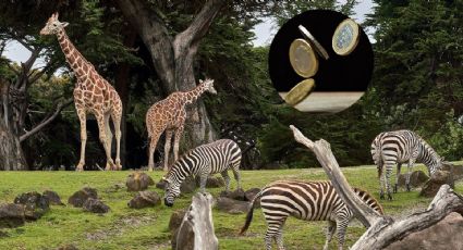 ¿Dónde comprar las monedas conmemorativas del Zoológico de Chapultepec?