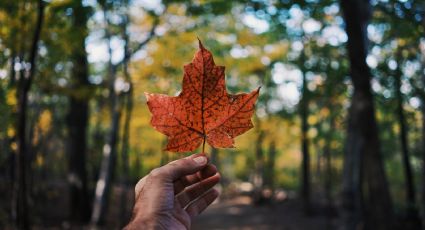 ¿Se puede 'comprar' la ciudadanía canadiense si soy ciudadano mexicano?