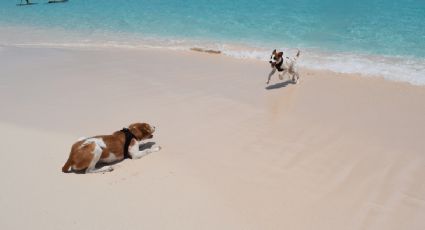 Día Mundial del Perro: Festeja a tu perrhijo en la playa pero cuídalo de estos riesgos