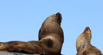 Leones marinos ‘toman’ playa de California como ring de pelea y asustan a viajeros