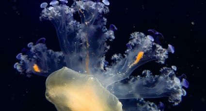 Turistas hallan gigantesca medusa “alienígena” en España, ¿son peligrosas?
