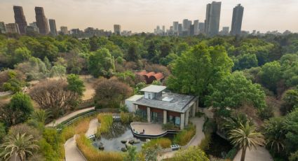 Anfibium, el museo del Ajolote en Chapultepec que debes conocer estas vacaciones de verano