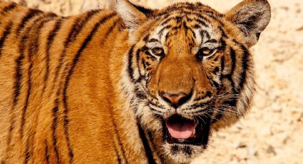 ¿Dónde está el zoológico de Ecatepec para visitar al tigre de bengala donado por un vecino?