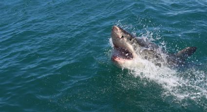 Tiburón asusta a viajeros mientras disfrutaban de la playa en Florida y VIDEO se viraliza