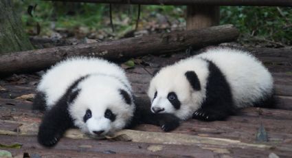 Zoológico de Chapultepec: Conoce los pandas más famosos que han vivido en este espacio
