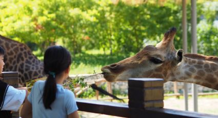 Zoológico de Tlaxcala ya tiene fecha para su reapertura a un año del cierre