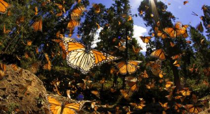 ¡Felices XV años! Sectur celebra aniversario de la Biósfera de la Mariposa Monarca en Michoacán y Edoméx