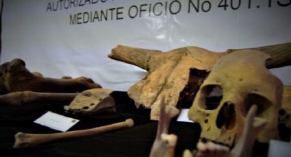 INAH halla entierros humanos con "modificación craneal" en las obras del trolebús en Edomex