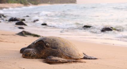¡Impresionante! Las tortugas más grandes del mundo regresan a las costas de Cancún