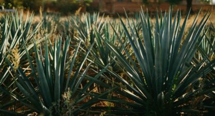 Festival de la Milpa y el Mezcal llega a CDMX para celebrar las fiestas patrias: Te decimos dónde