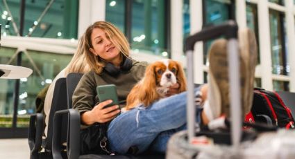 ¿Cómo viajar con tu mascota en la cabina del avión? Esto piden las aerolíneas mexicanas