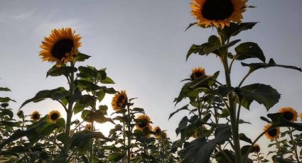 ¡Antes de que llegue a su fin! Visita este mágico campo de girasoles en México