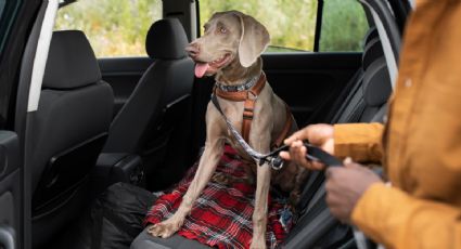 5 tips para viajar con mascotas felices y seguras en el auto