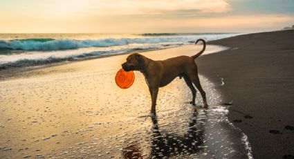 23 playas para perros en España donde disfrutar de un viaje único y refrescante